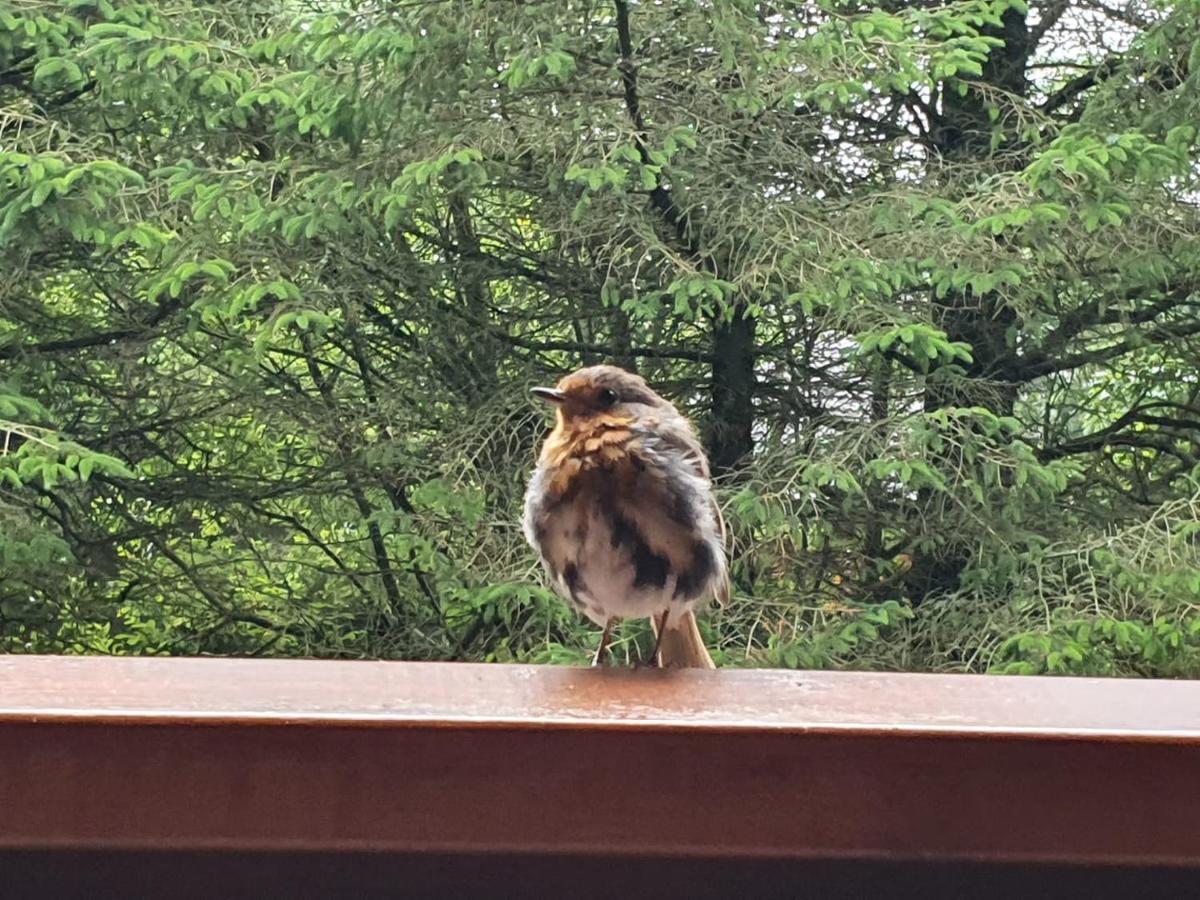 Forest Lodge Log Cabin - Ireland Ballyconnell  Bagian luar foto